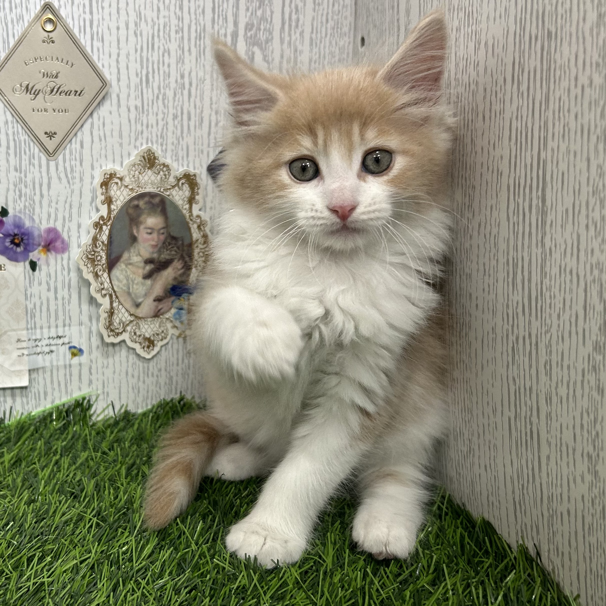 🌟新入り仔猫ちゃんのご紹介🌟 | ペットショップ 犬の家&猫の里 | 子犬